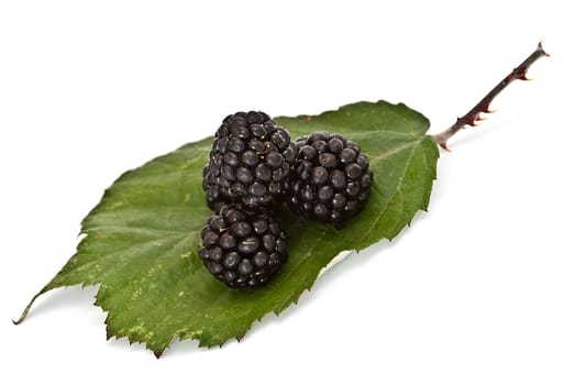 Blackberries isolated over a white background.