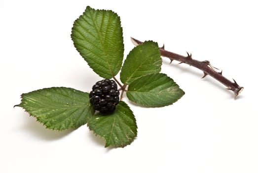 Blackberries isolated over a white background.
