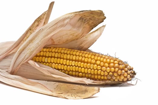 Still life about agriculture with dried corncobs.