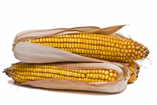 Still life about agriculture with dried corncobs.