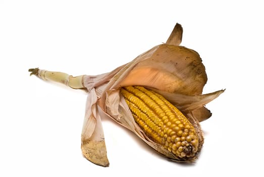 Still life about agriculture with dried corncobs.