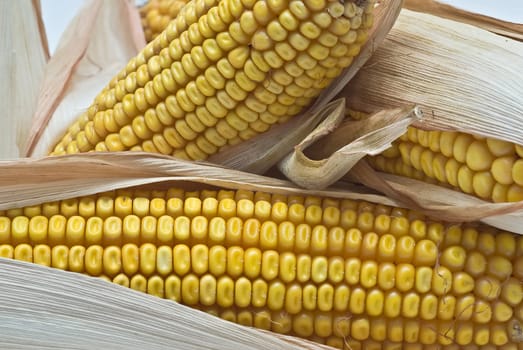 Still life about agriculture with dried corncobs.