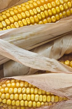 Still life about agriculture with dried corncobs.