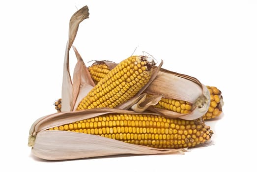 Still life about agriculture with dried corncobs.