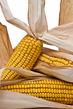 Still life about agriculture with dried corncobs.