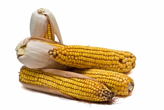 Still life about agriculture with dried corncobs.