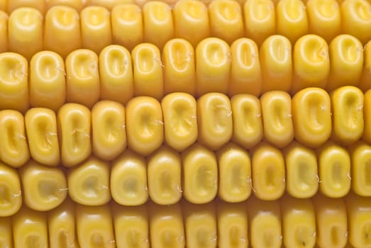 Still life about agriculture with dried corncobs.