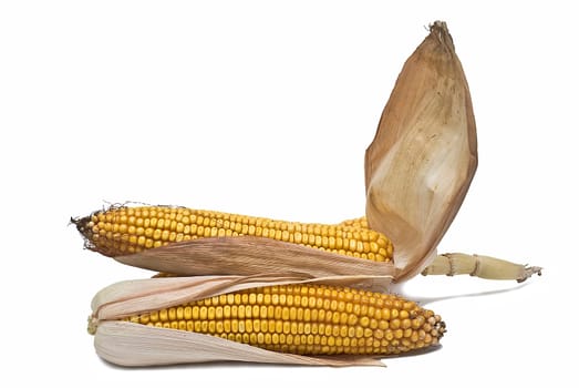Still life about agriculture with dried corncobs.
