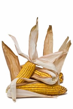 Still life about agriculture with dried corncobs.