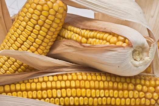 Still life about agriculture with dried corncobs.