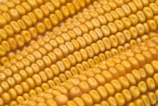 Still life about agriculture with dried corncobs.