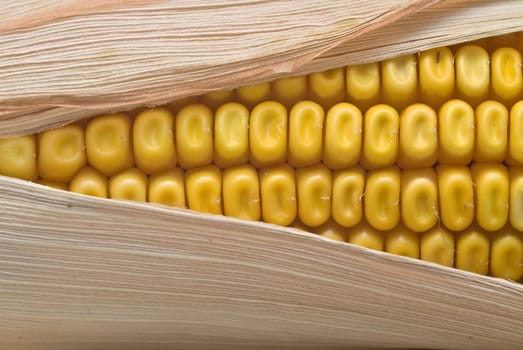 Still life about agriculture with dried corncobs.