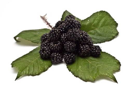 Blackberries isolated over a white background.