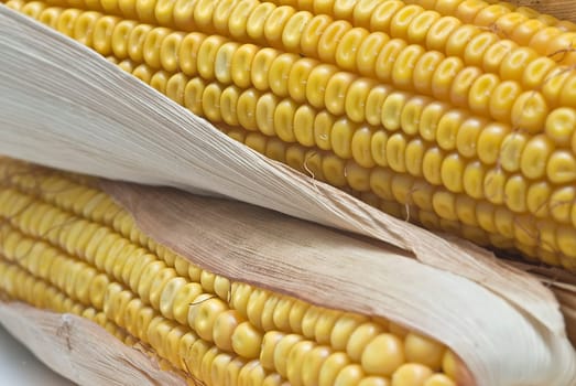 Still life about agriculture with dried corncobs.