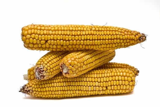 Still life about agriculture with dried corncobs.