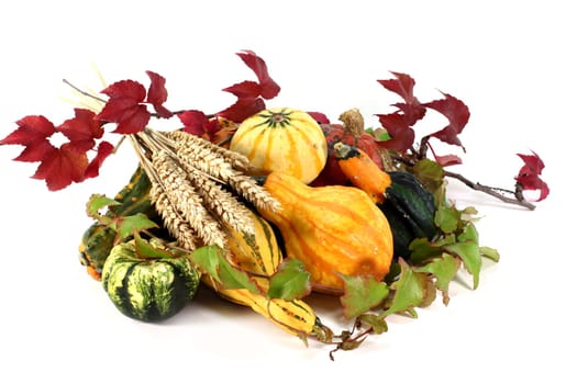 Various ornamental pumpkins,wild wine and ears of wheat against white background