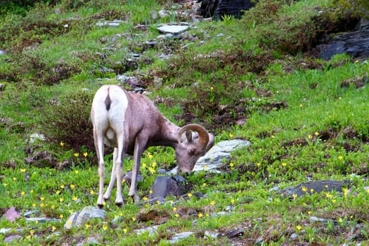 Bighorn sheep (Ovis canadensis) at Logan Pass of Glacier National Park.