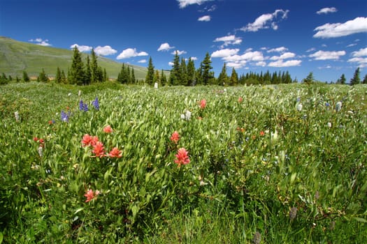 Beautiful wildflowers in the the Bighorn National Forest of Wyoming.