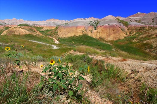 Wildflowers grow against a backdrop of colorful mountains in the Badlands National Park of South Dakota.