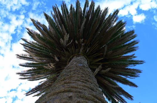 The Palm
