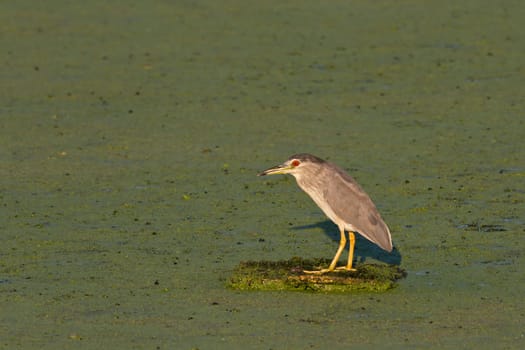 black crowned night heron (nycticorax nycticorax) on lake