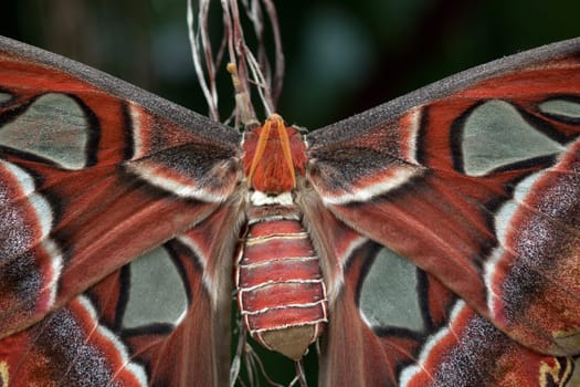 Atlas butterfly detail