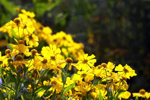 Helenium Sun Bride