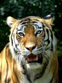 TigerPortrait