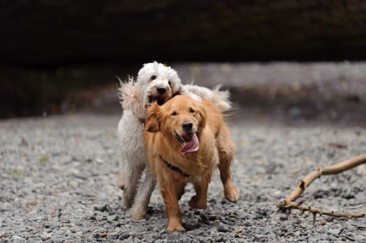 A golden retriever looks directly at the camera as he runs towards it. A white golden doodle chases him and looks as if she will grab his ear. They are running in a dry river bed on gravel.