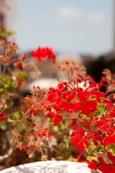 Close-up of geranium flowers in Thira, Santorini, Greece