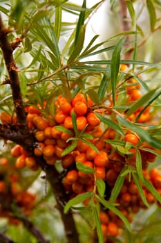 Close-up of delicious and healthy ripe sea-buckthorn berries