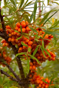 Close-up of delicious and healthy ripe sea-buckthorn berries