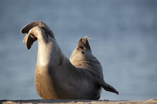 Seal (Phoca vitulina) lies on the beach of the dune,Heligoland