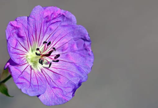 Late cranesbill bloom