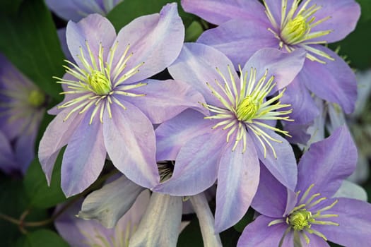 The clematis are characterized by pinnate leaves,missing petals and petal-like sepals.