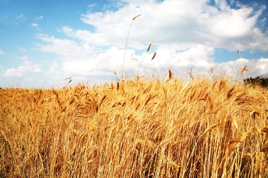 Wheat field against a blue sky