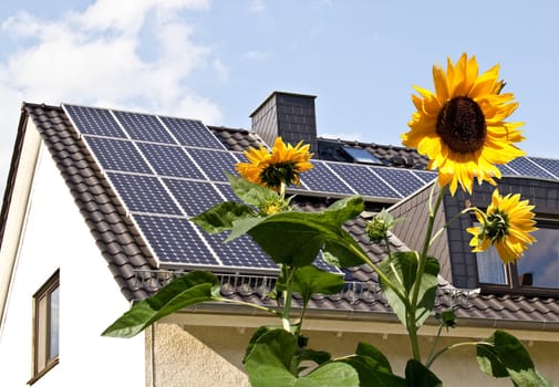 Solar cells on the roof of a house behind sunflowers