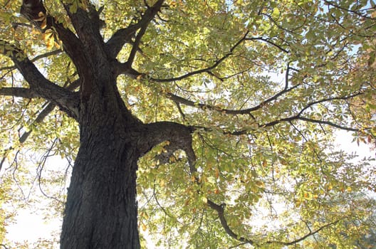 Tree in autumn