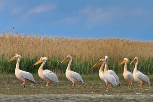 white pelicans in the Danube Delta, Romania