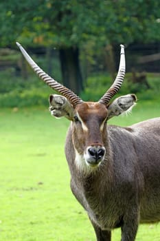 Ellipse waterbuck