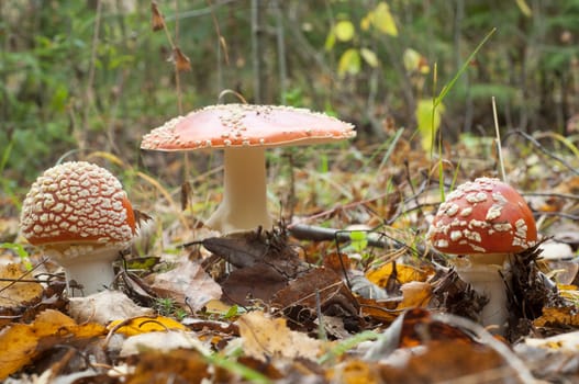 Amanita muscaria, commonly known as the fly agaric or fly Amanita, is a poisonous and psychoactive basidiomycete fungus, one of many in the genus Amanita