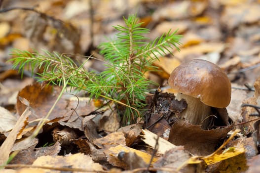 Boletus edulis, commonly known as penny bun, porcino or cep, is a basidiomycete fungus, and the type species of the genus Boletus