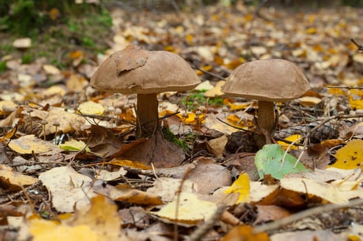 Birch mushroom in autumn forest. Edeble mashroom