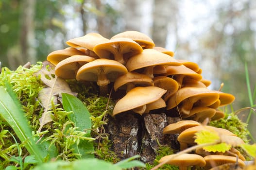 Sulphur Tuft (Hypholoma fasciculare) on a stump