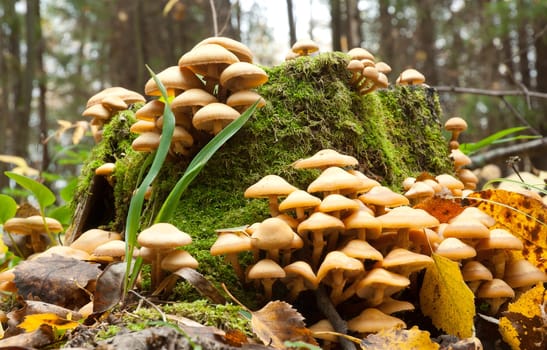 Sulphur Tuft (Hypholoma fasciculare) on a stump