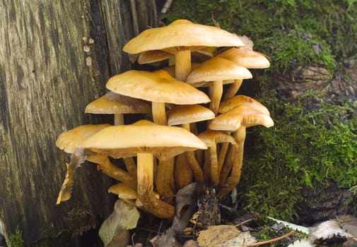 Sulphur Tuft (Hypholoma fasciculare) on a stump