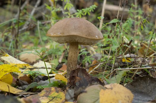 Birch mushroom in autumn forest. Edeble mashroom