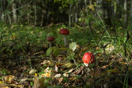 Amanita muscaria, commonly known as the fly agaric or fly Amanita, is a poisonous and psychoactive basidiomycete fungus, one of many in the genus Amanita