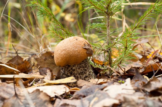 Leccinum aurantiacum, is a species of fungus in the genus Leccinum. It is found in forests of Europe, North America and Asia and has a large, characteristically red-capped fruiting body