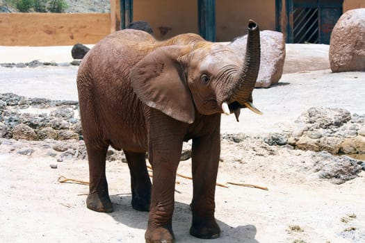A big and lone elephant in a sunny day